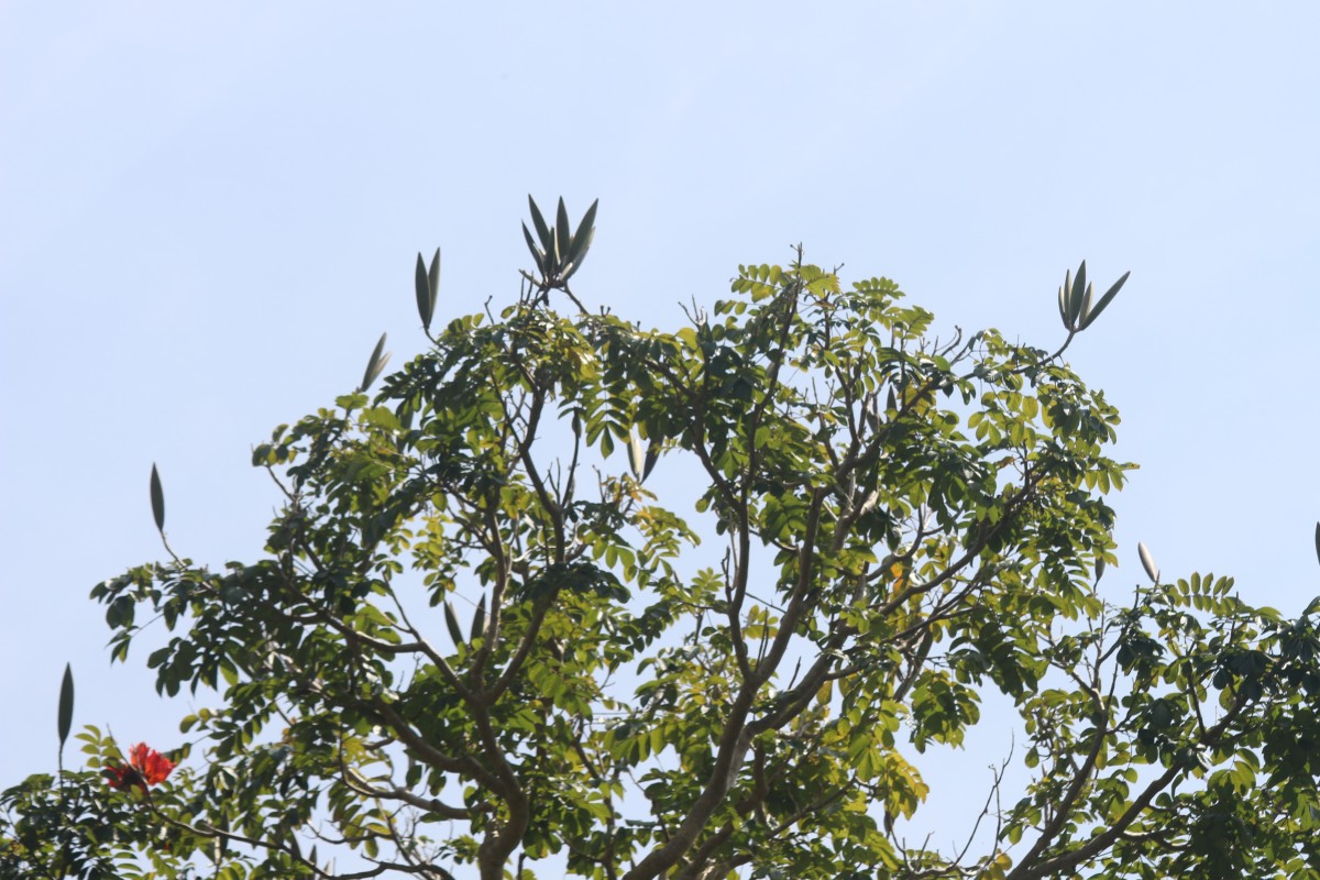 Spathodea campanulata P.Beauv.